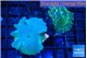 Discosoma deep blue & Discosoma watermelon 2 polyps WYSIWYG acclimaté