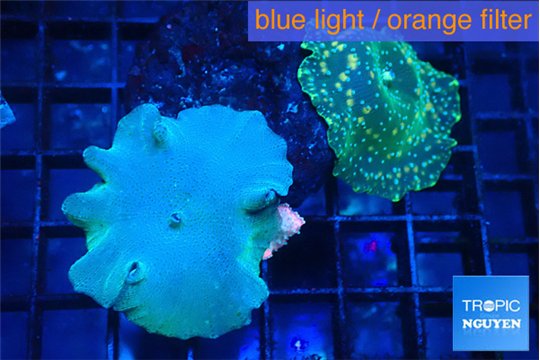 Discosoma deep blue & Discosoma watermelon 2 polyps WYSIWYG acclimaté