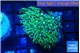 Pachyclaularia neon green 3-4 cm WYSIWYG acclimaté