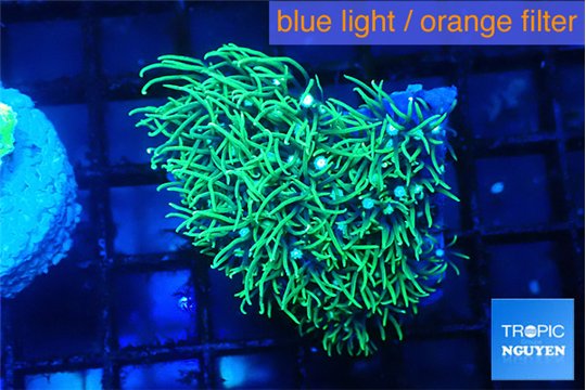 Pachyclaularia neon green 3-4 cm WYSIWYG acclimaté