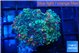 Ricordea yuma green purple 2 polyps WYSIWYG acclimaté