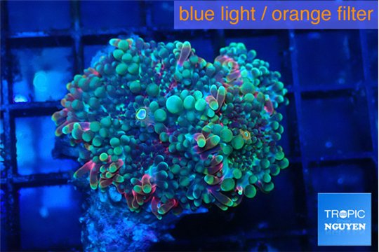 Ricordea yuma green purple 2 polyps WYSIWYG acclimaté