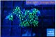 Pachyclaularia neon green 2-3 cm WYSIWYG acclimaté