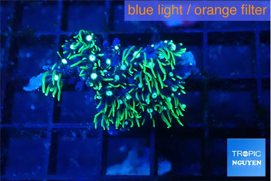Pachyclaularia neon green 2-3 cm WYSIWYG acclimaté