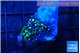 Pachyclaularia neon green 1-2 cm WYSIWYG acclimaté