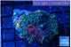 Ricordea yuma green purple 2 polyps WYSIWYG acclimaté
