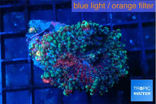 Ricordea yuma green purple 2 polyps WYSIWYG acclimaté