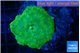 Discosoma neon green & gold spot 1 polyp WYSIWYG acclimaté