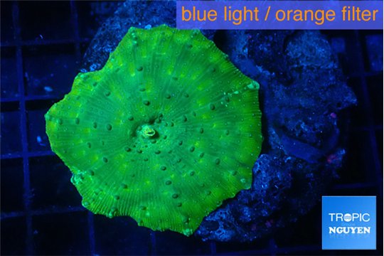 Discosoma neon green & gold spot 1 polyp WYSIWYG acclimaté