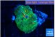 Rhodactis green & orange 1 polyp WYSIWYG acclimaté