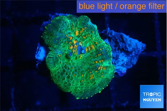 Rhodactis green & orange 1 polyp WYSIWYG acclimaté