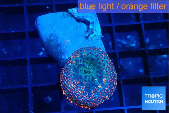 Rhodactis flash burn 1 polyp WYSIWYG acclimaté