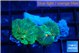 Rhodactis green & orange 2 polyps WYSIWYG acclimaté