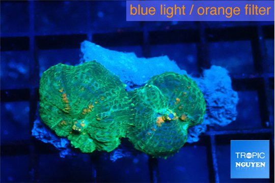 Rhodactis green & orange 2 polyps WYSIWYG acclimaté