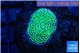 Ricordea floridae green 1 polyp WYSIWYG acclimaté