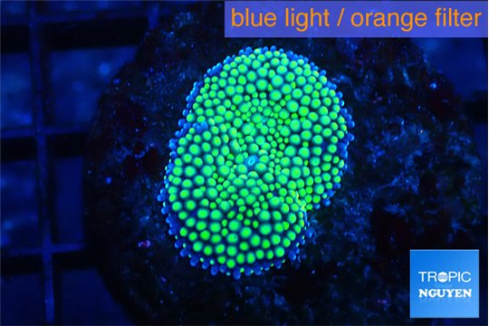 Ricordea floridae green 1 polyp WYSIWYG acclimaté