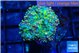 Ricordea yuma green 1 polyp WYSIWYG acclimaté