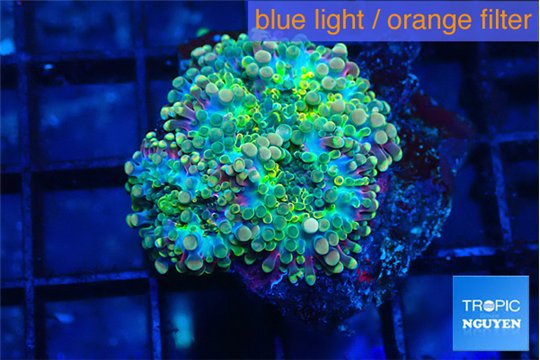 Ricordea yuma green 1 polyp WYSIWYG acclimaté