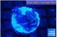 Pachyclaularia neon green 1-2 cm WYSIWYG acclimaté