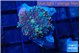 Ricordea yuma purple blue 1 polyp WYSIWYG acclimaté