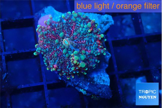 Ricordea yuma purple blue 1 polyp WYSIWYG acclimaté