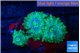 Discosoma purple green 3 polyps WYSIWYG acclimaté