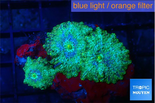 Discosoma purple green 3 polyps WYSIWYG acclimaté