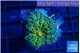 Ricordea yuma green purple 1 polyp WYSIWYG acclimaté