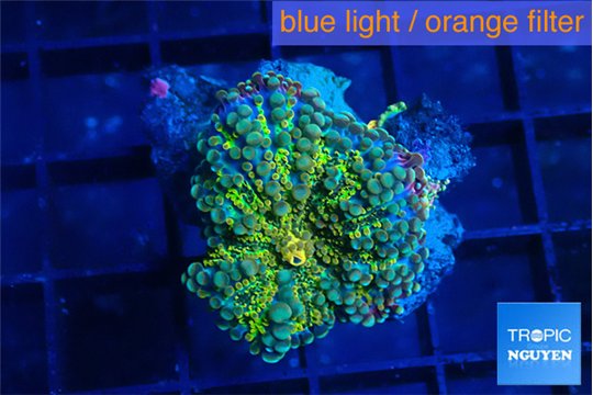 Ricordea yuma green purple 1 polyp WYSIWYG acclimaté