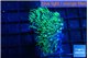 Pachyclaularia neon green 2-3 cm WYSIWYG acclimaté