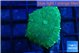 Rhodactis green gold 1 polyp WYSIWYG acclimaté