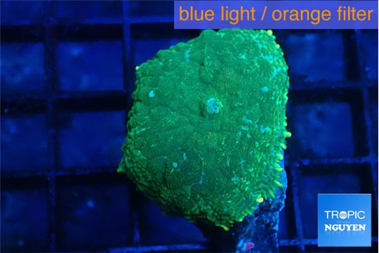Rhodactis green gold 1 polyp WYSIWYG acclimaté