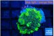 Ricordea yuma neon green ufo 1 polyp WYSIWYG acclimaté
