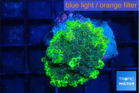 Ricordea yuma neon green ufo 1 polyp WYSIWYG acclimaté