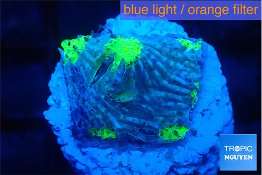 Echinophyllia freaky friday 2 cm WYSIWYG acclimaté