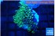 Pachyclaularia neon green 2-3 cm WYSIWYG acclimaté