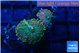 Ricordea yuma purple green 2 polyps WYSIWYG acclimaté