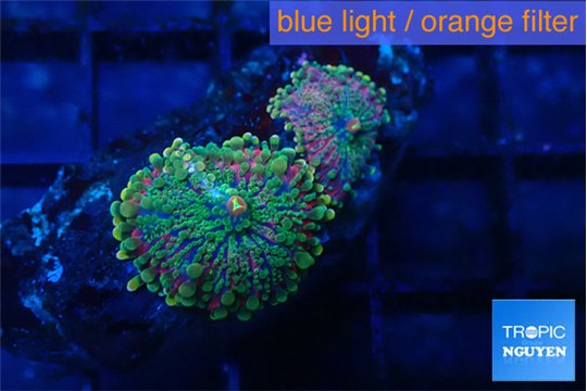 Ricordea yuma purple green 2 polyps WYSIWYG acclimaté