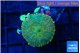 Rhodactis green gold 1 polyp WYSIWYG acclimaté