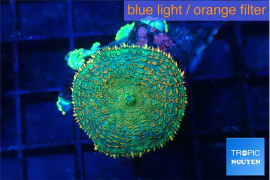 Rhodactis green gold 1 polyp WYSIWYG acclimaté