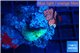 Goniopora red pink 4-5 polyps WYSIWYG acclimaté