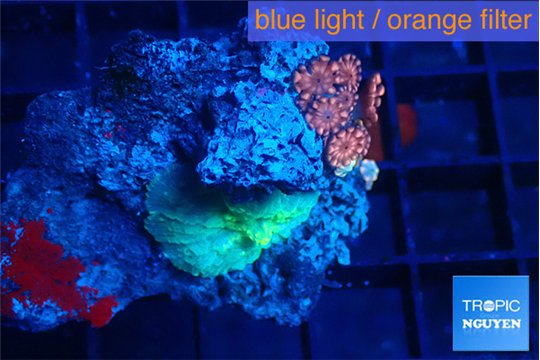 Goniopora red pink 4-5 polyps WYSIWYG acclimaté