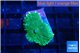 Rhodactis green gold 1 polyp WYSIWYG acclimaté