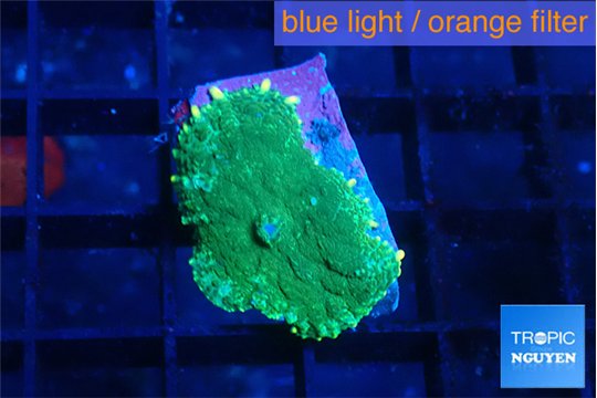 Rhodactis green gold 1 polyp WYSIWYG acclimaté