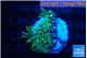 Pachyclaularia neon green 1-2 cm WYSIWYG acclimaté