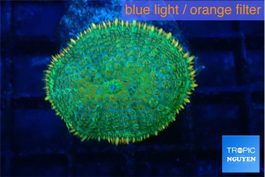 Rhodactis green gold 1 polyp WYSIWYG acclimaté