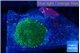 Rhodactis green gold 1 polyp WYSIWYG acclimaté