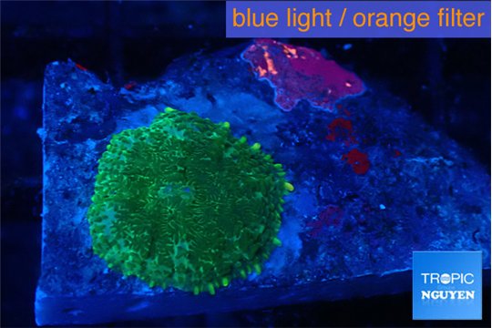 Rhodactis green gold 1 polyp WYSIWYG acclimaté