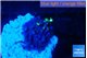 Pachyclaularia neon green 1-2 cm WYSIWYG acclimaté