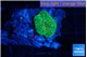 Rhodactis green gold small polyp 1 polyp WYSIWYG acclimaté